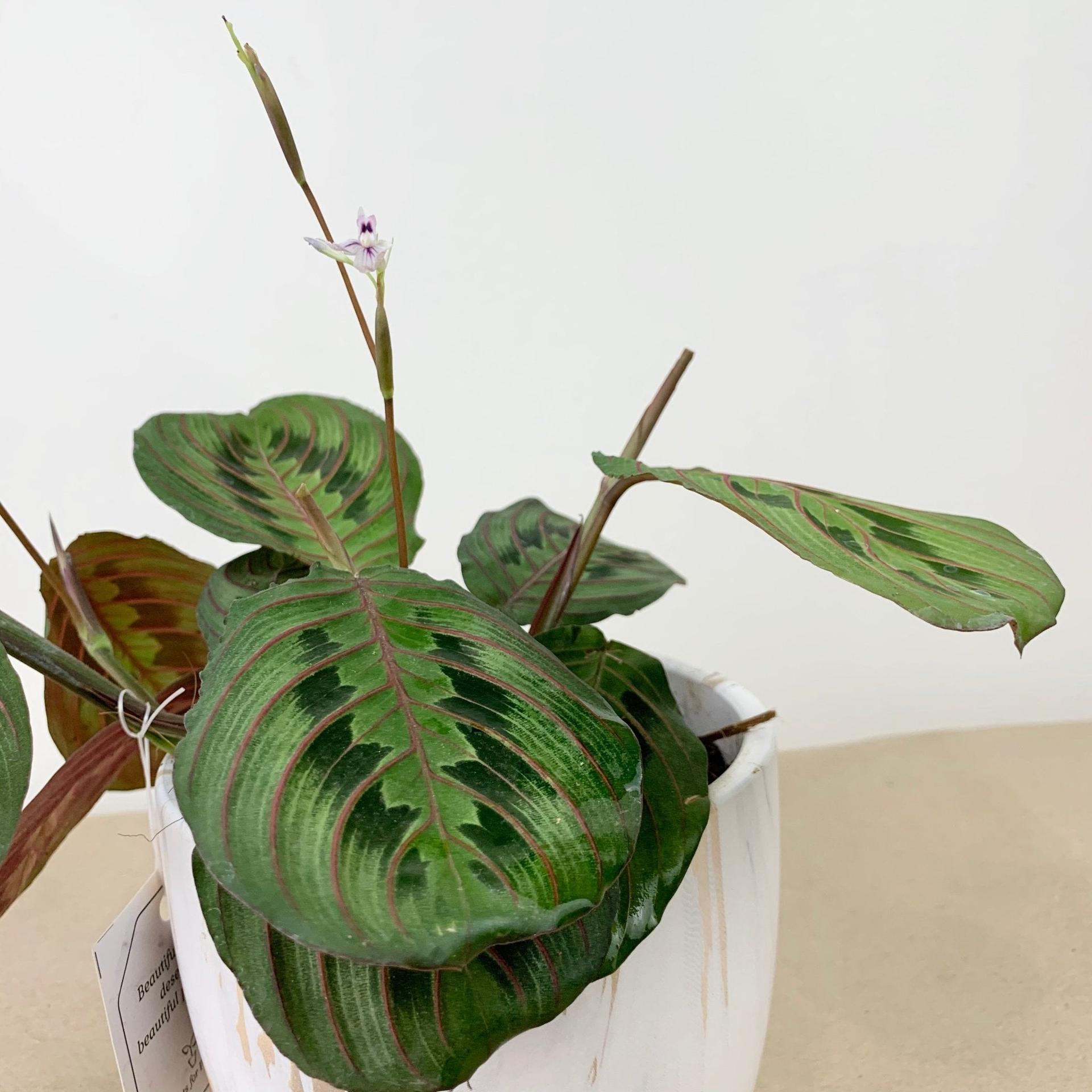 Red Veined Prayer Plant (Marantha Red)