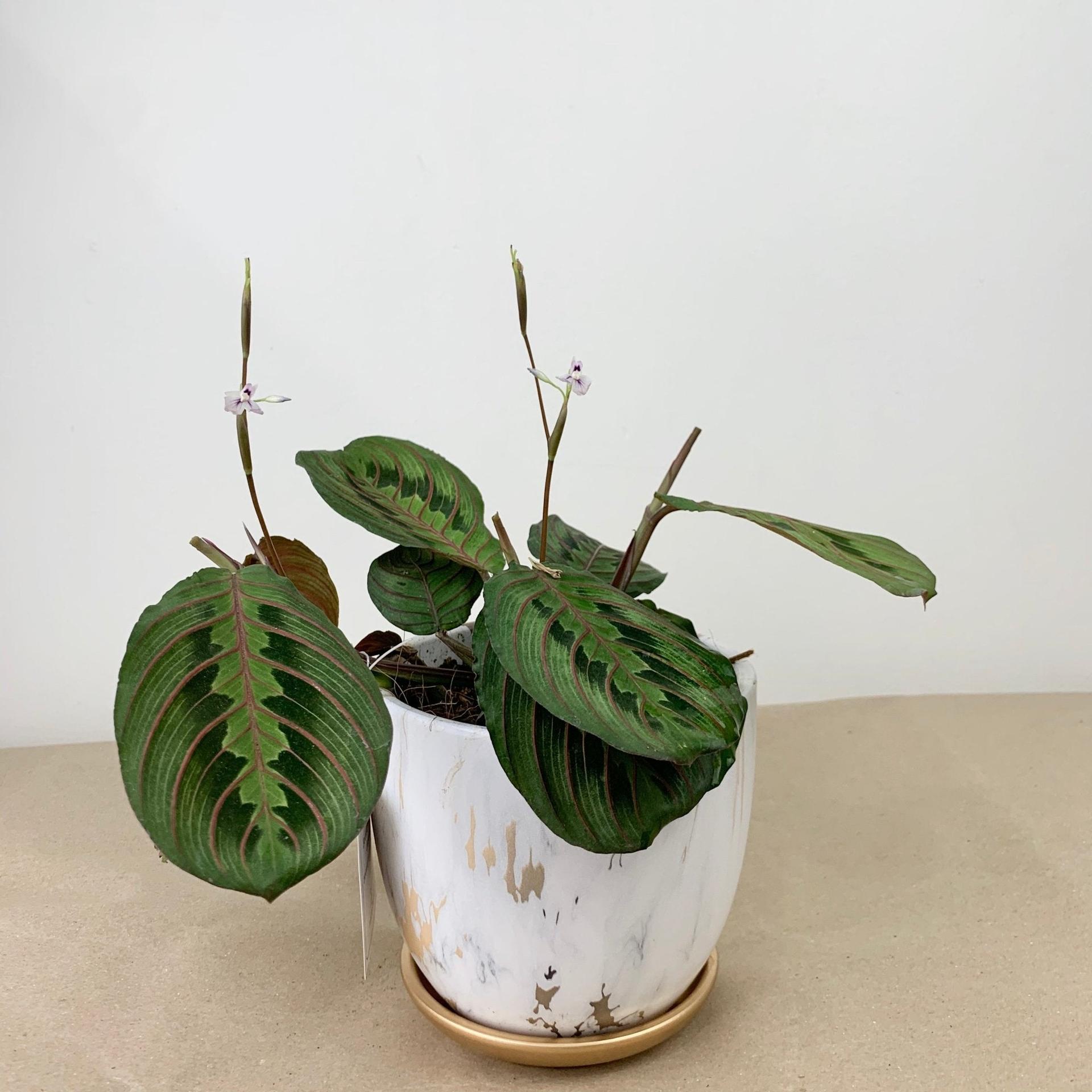 Red Veined Prayer Plant (Marantha Red)