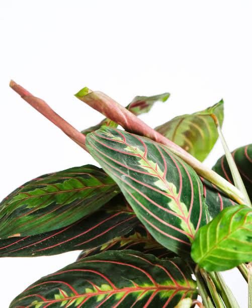 Red Veined Prayer Plant (Marantha Red)
