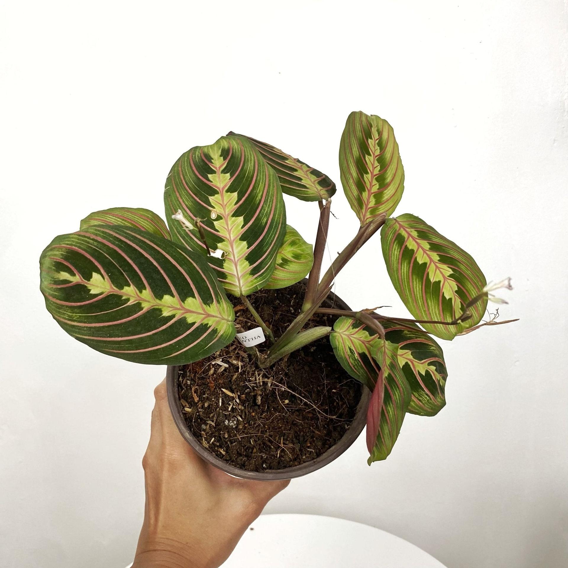 Red Veined Prayer Plant (Marantha Red)