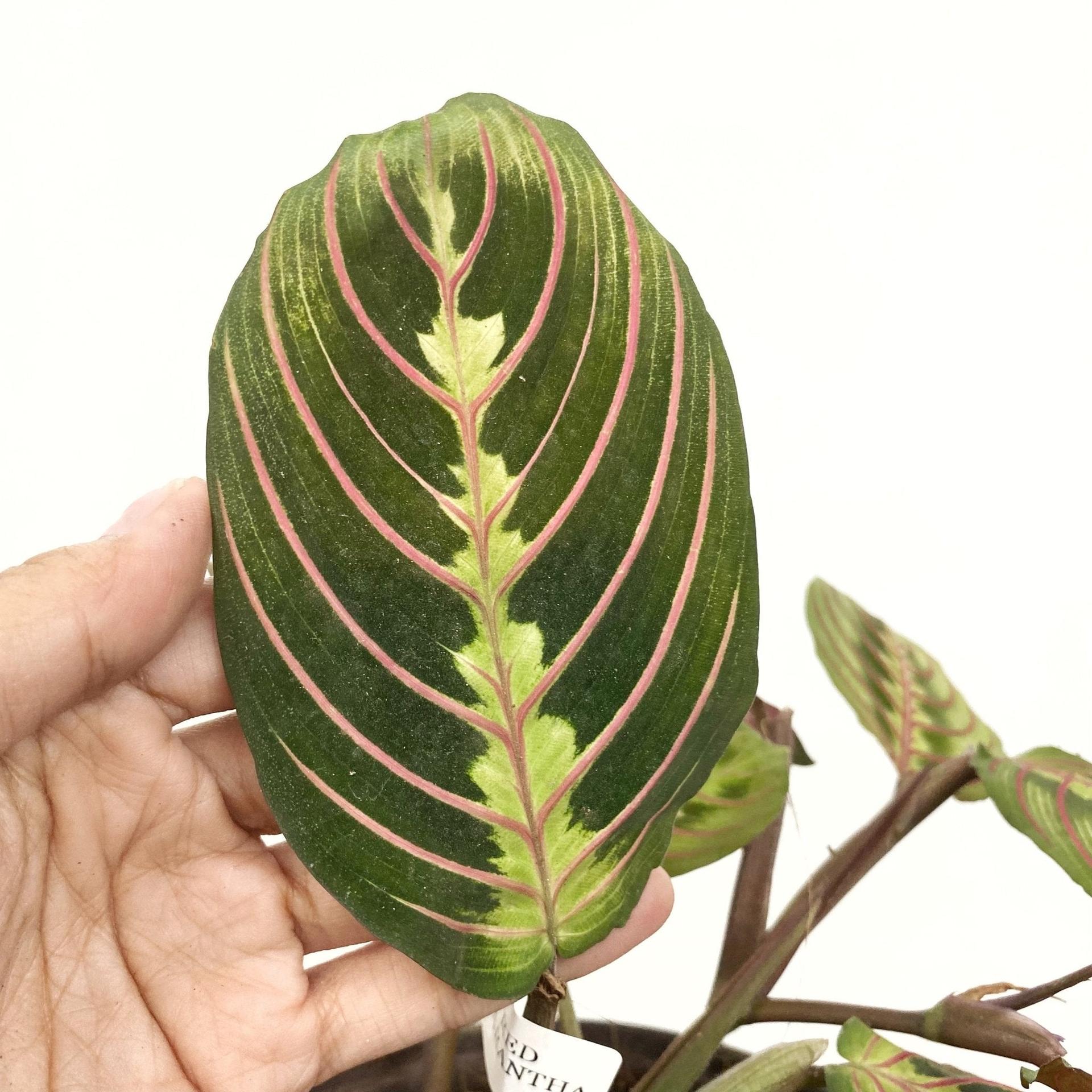 Red Veined Prayer Plant (Marantha Red)