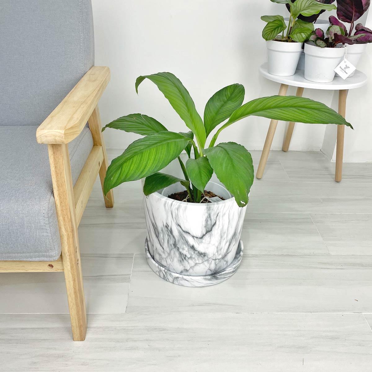 Big Marbled Cylinder Ceramic Floor Planter with Catchplate