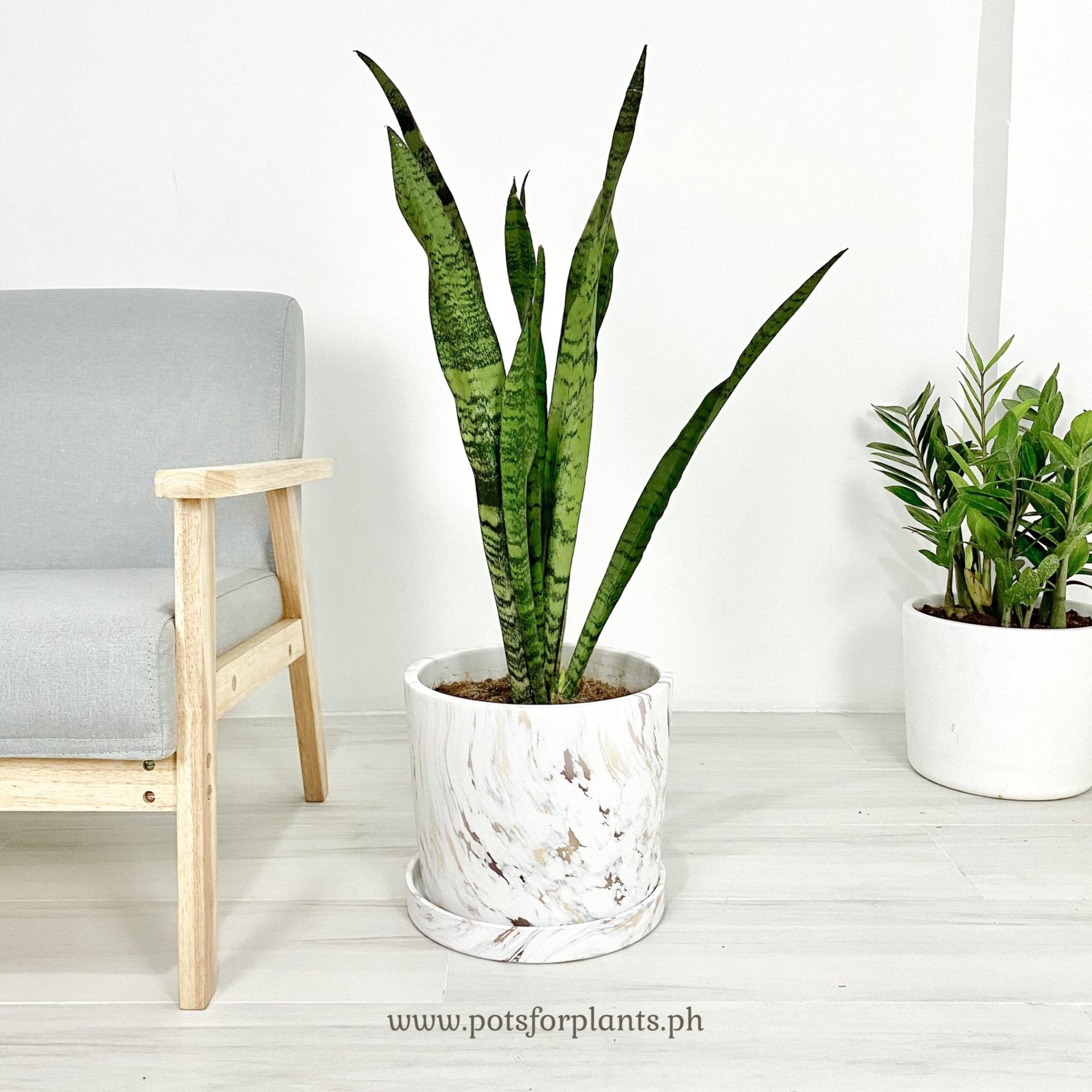 Big Marbled Cylinder Ceramic Floor Planter with Catchplate