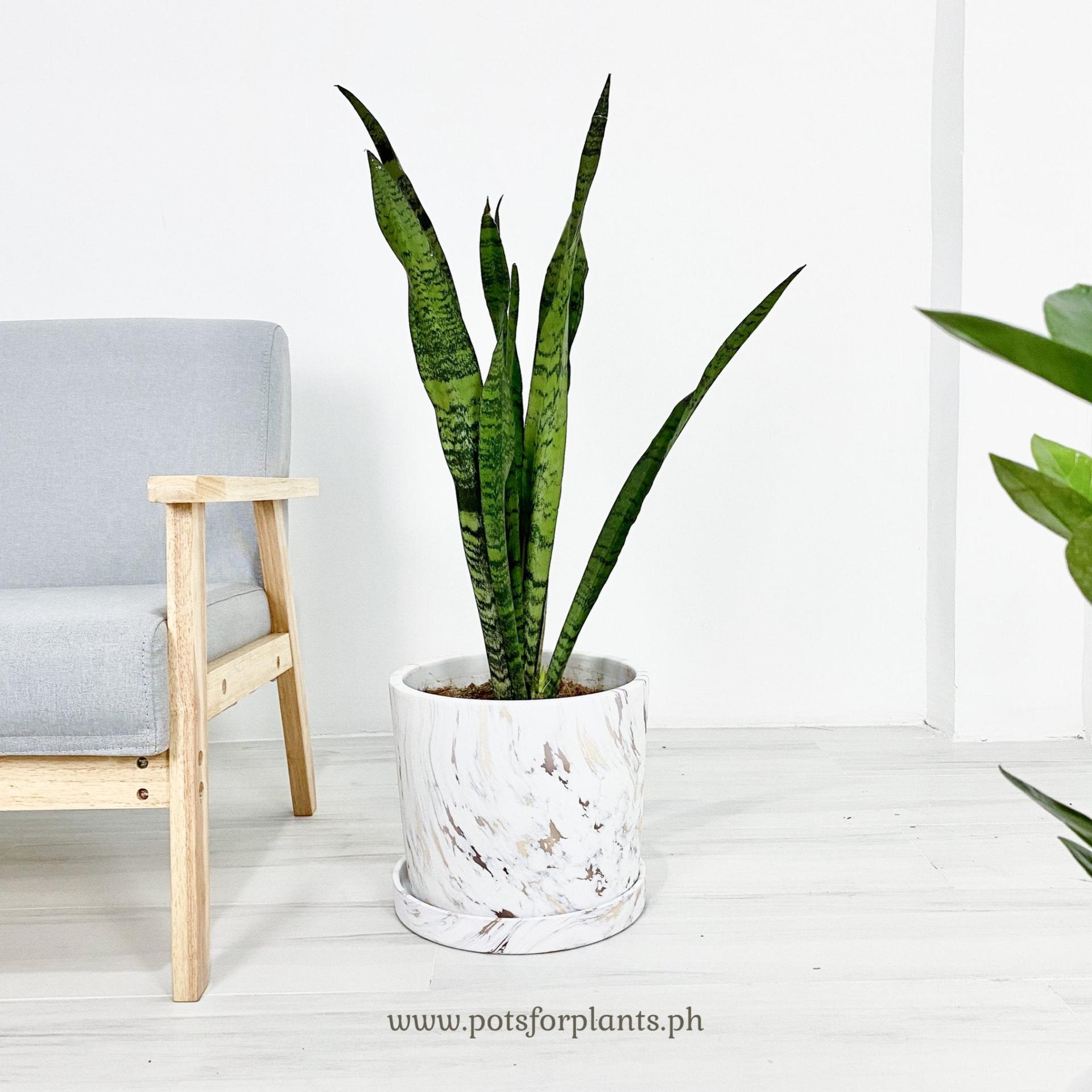 Big Marbled Cylinder Ceramic Floor Planter with Catchplate
