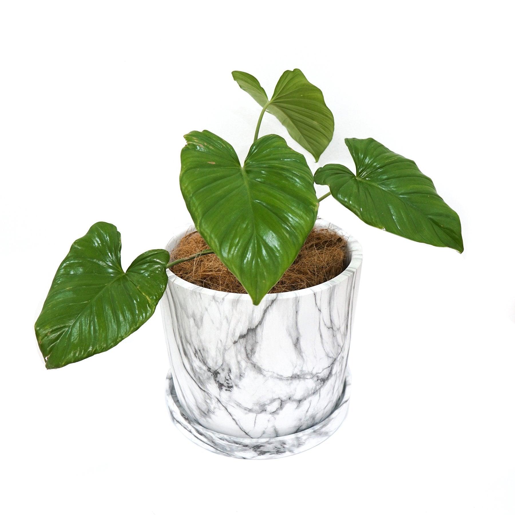 Big Marbled Cylinder Ceramic Floor Planter with Catchplate