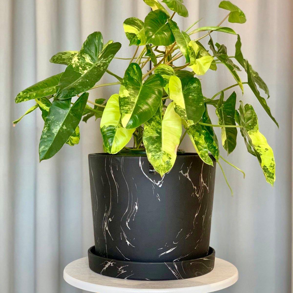 Big Marbled Cylinder Ceramic Floor Planter with Catchplate