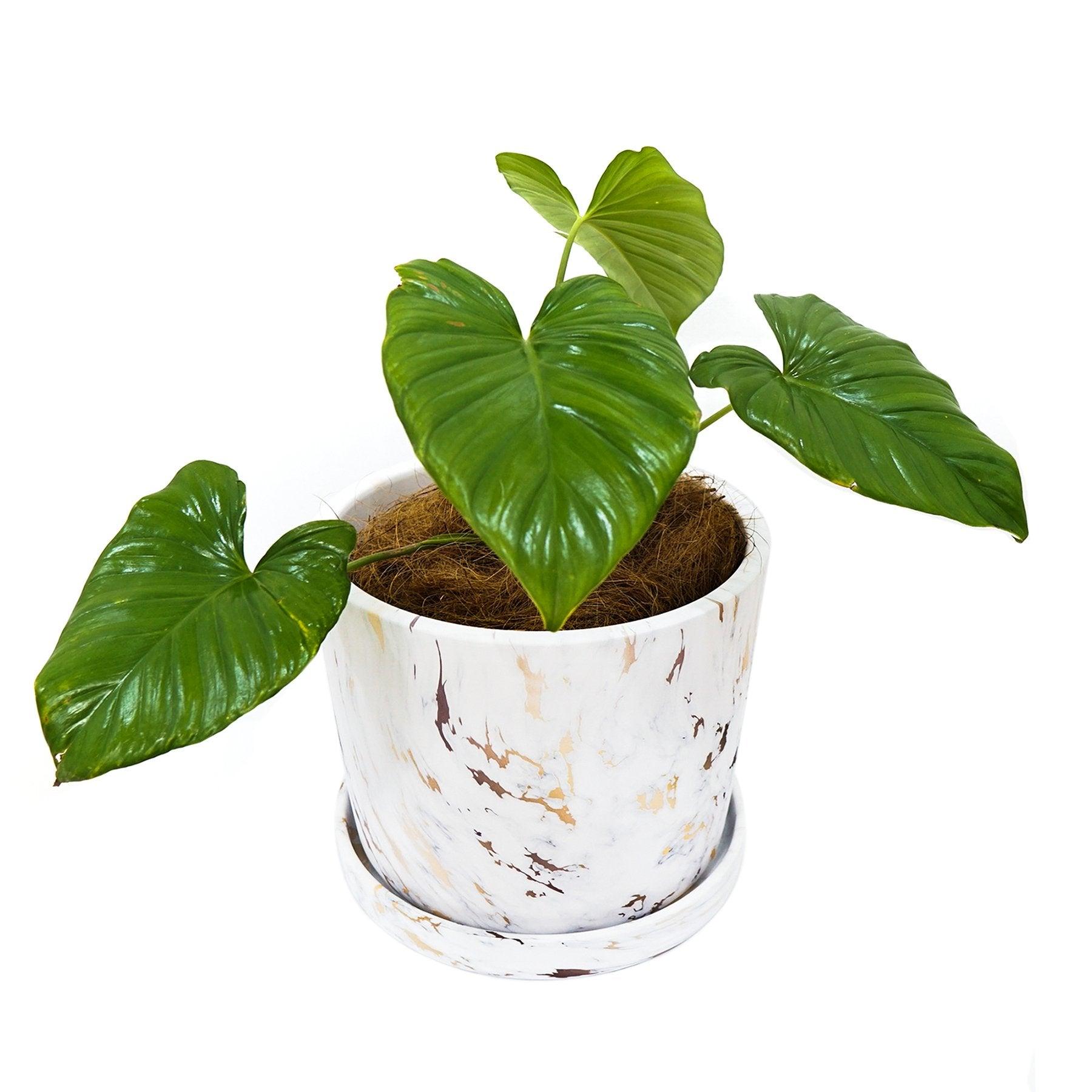 Big Marbled Cylinder Ceramic Floor Planter with Catchplate
