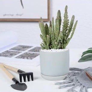 Matte Finish Porcelain CYLINDER Ceramic Pot with Ceramic Saucer