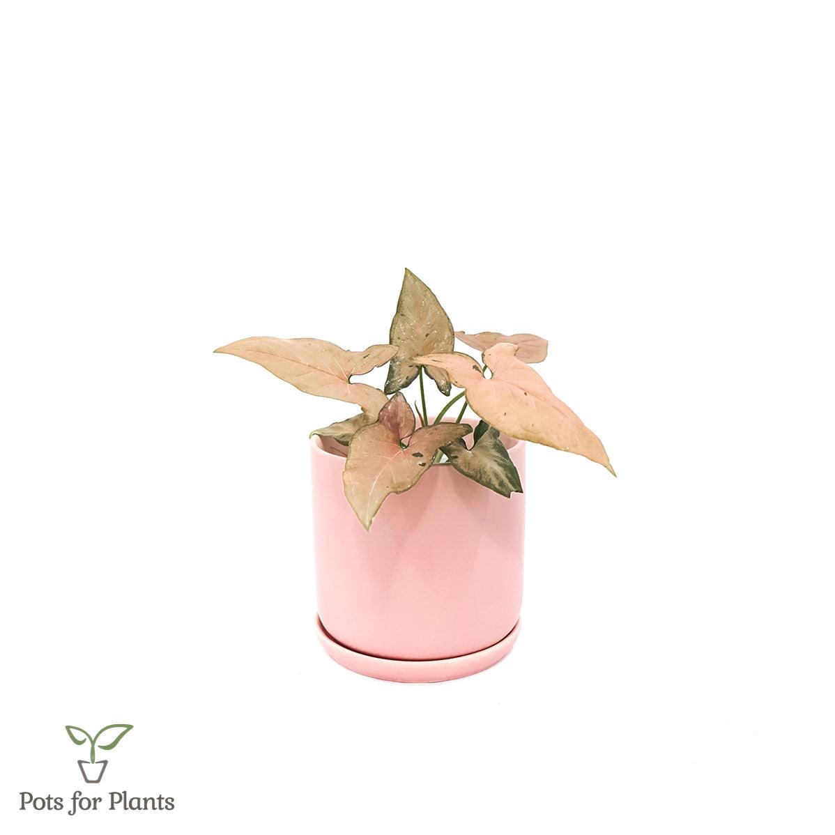 Matte Finish Porcelain CYLINDER Ceramic Pot with Ceramic Saucer