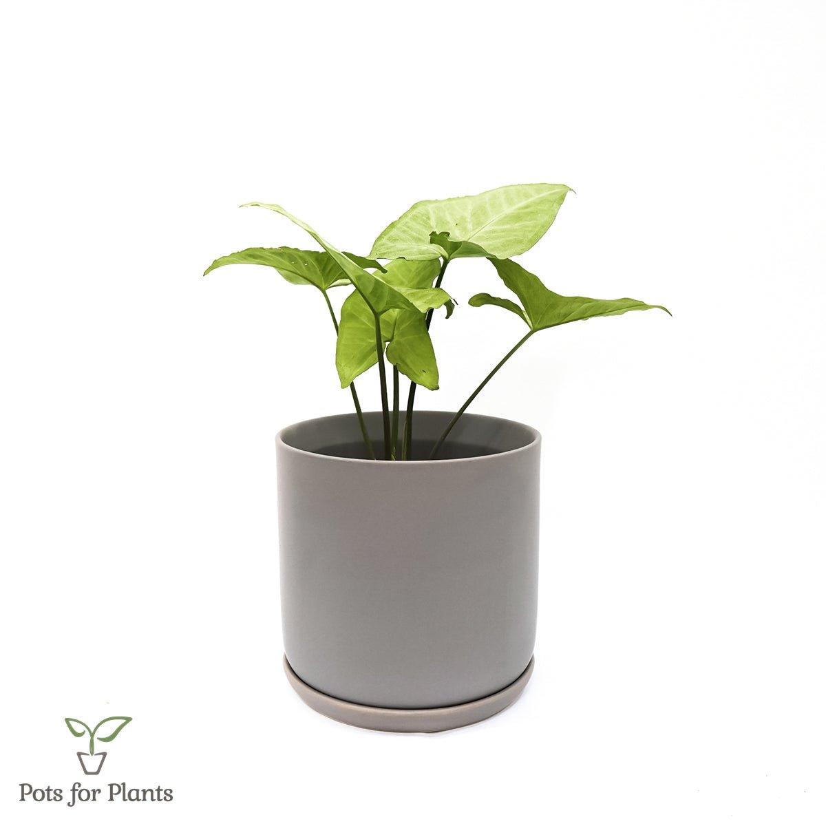 Matte Finish Porcelain CYLINDER Ceramic Pot with Ceramic Saucer