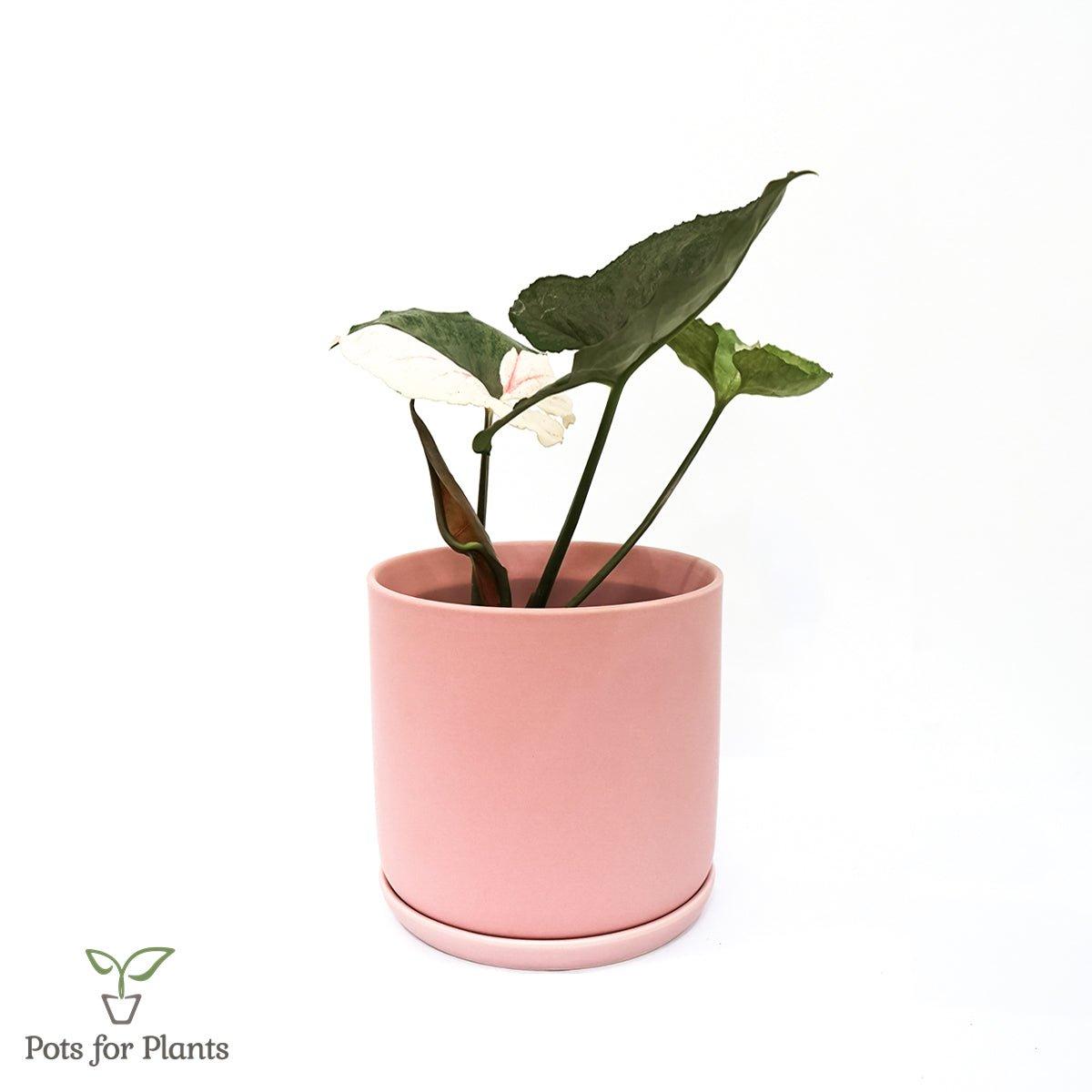 Matte Finish Porcelain CYLINDER Ceramic Pot with Ceramic Saucer