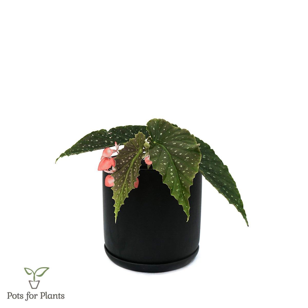 Matte Finish Porcelain CYLINDER Ceramic Pot with Ceramic Saucer