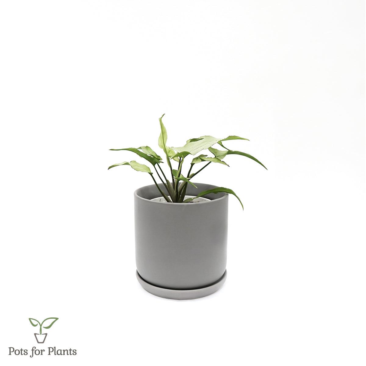 Matte Finish Porcelain CYLINDER Ceramic Pot with Ceramic Saucer