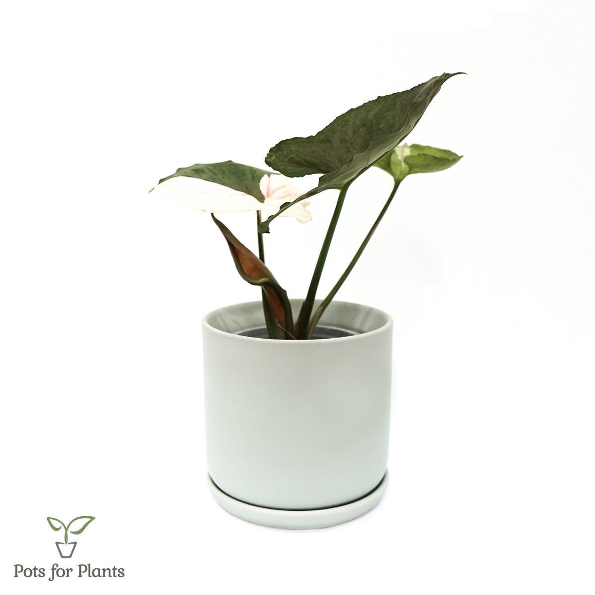 Matte Finish Porcelain CYLINDER Ceramic Pot with Ceramic Saucer