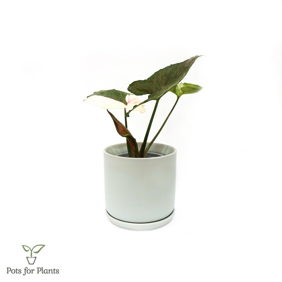Matte Finish Porcelain CYLINDER Ceramic Pot with Ceramic Saucer