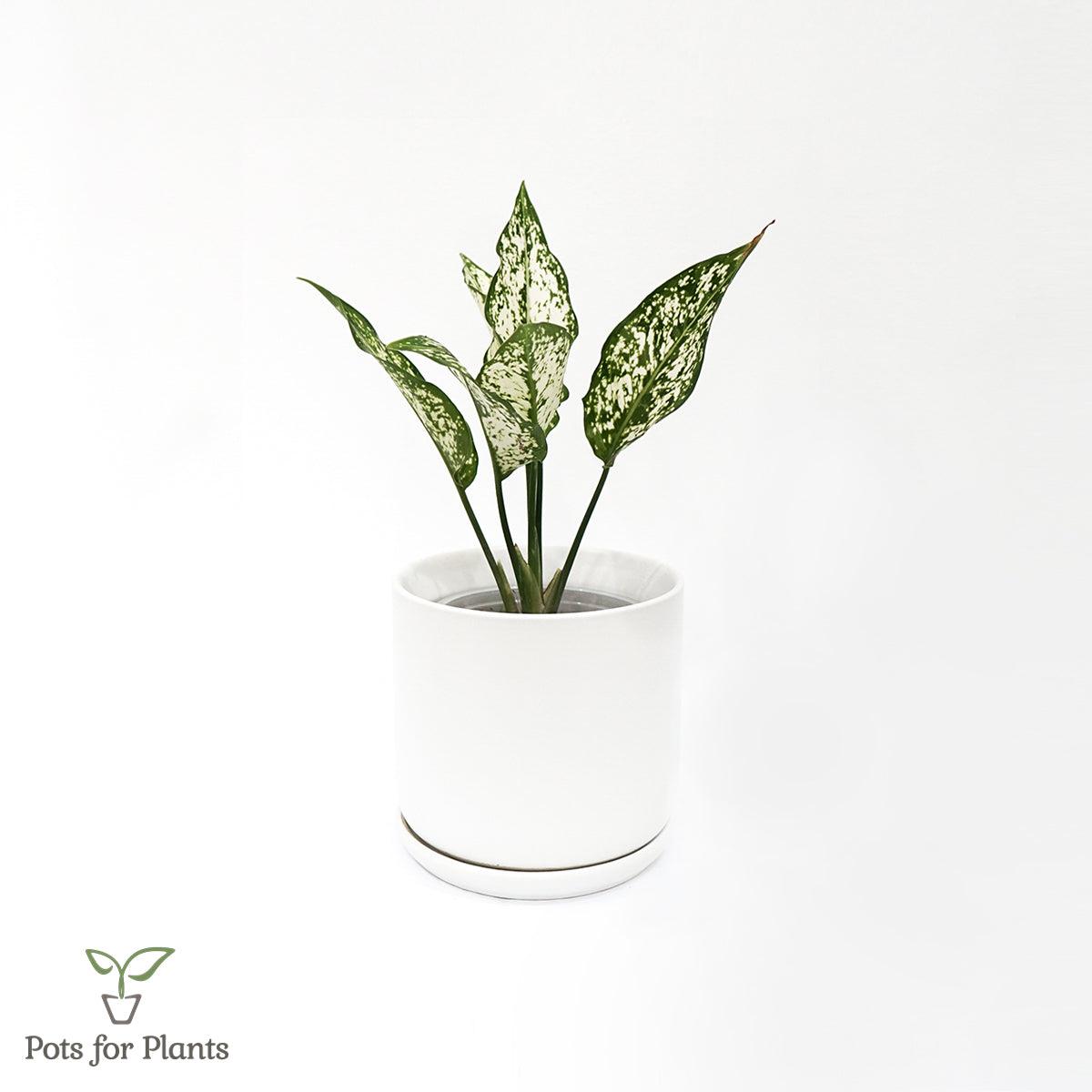 Matte Finish Porcelain CYLINDER Ceramic Pot with Ceramic Saucer
