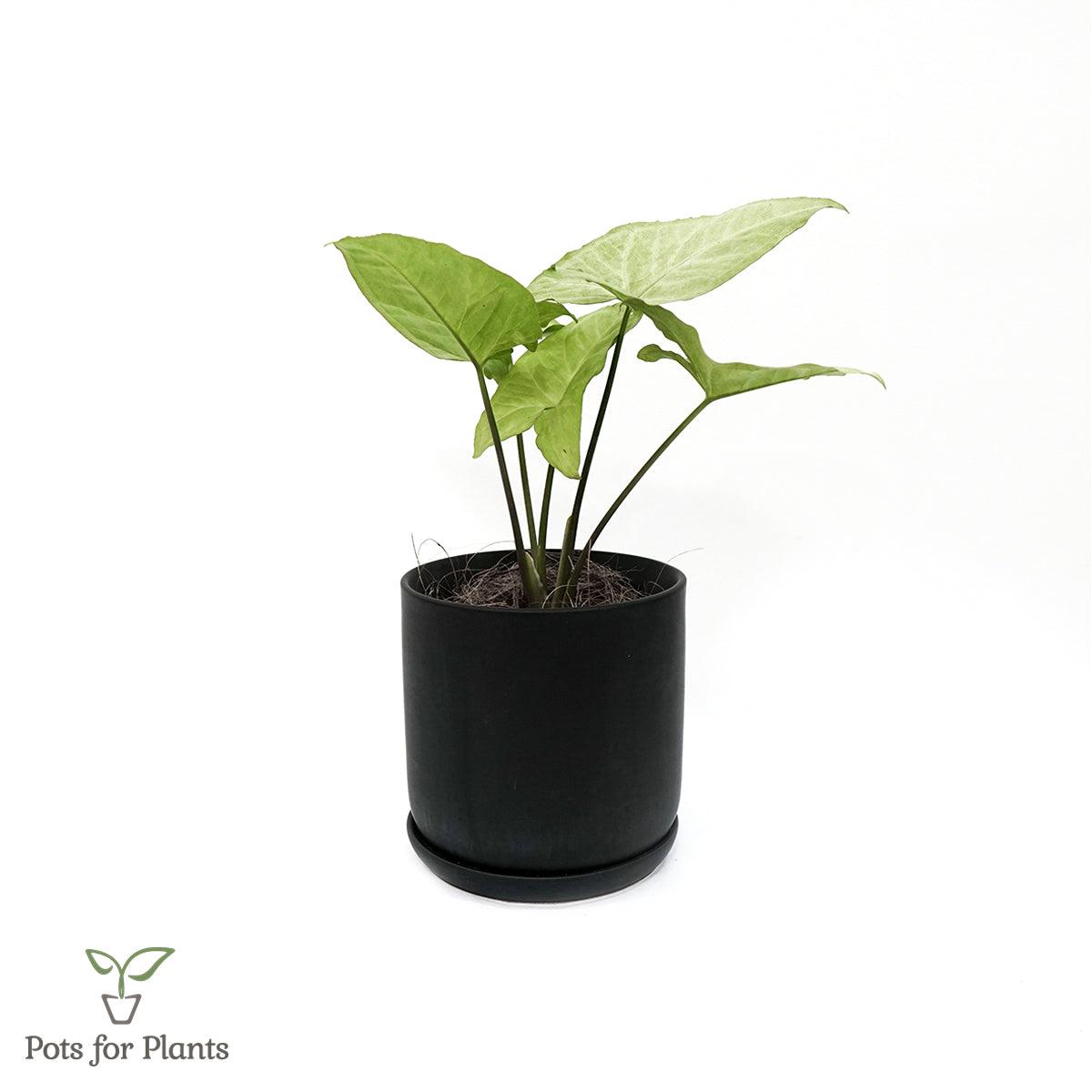 Matte Finish Porcelain CYLINDER Ceramic Pot with Ceramic Saucer