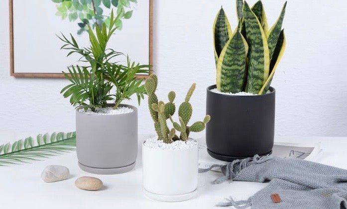 Matte Finish Porcelain CYLINDER Ceramic Pot with Ceramic Saucer