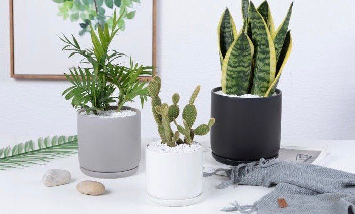 Matte Finish Porcelain CYLINDER Ceramic Pot with Ceramic Saucer