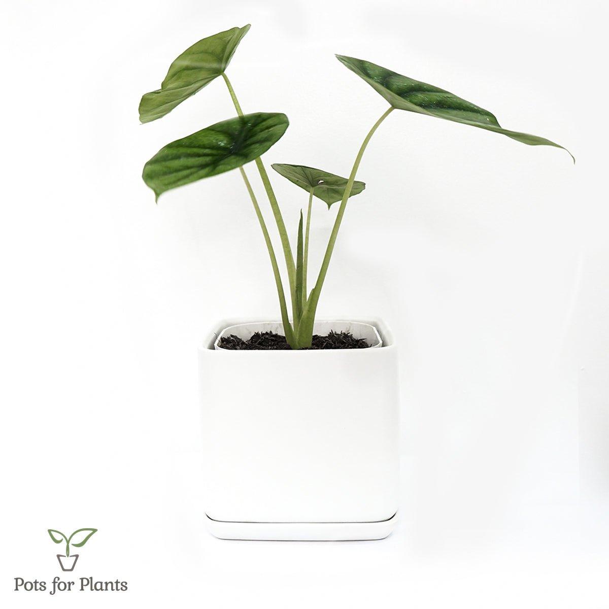 Matte Finish Porcelain SQUARE Ceramic Pot with Ceramic Saucer