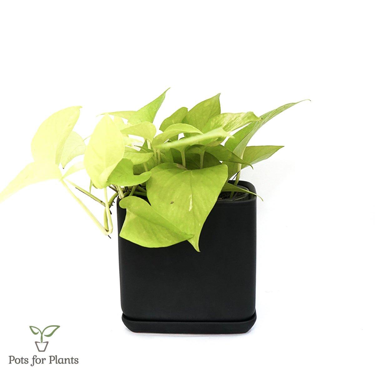 Matte Finish Porcelain SQUARE Ceramic Pot with Ceramic Saucer