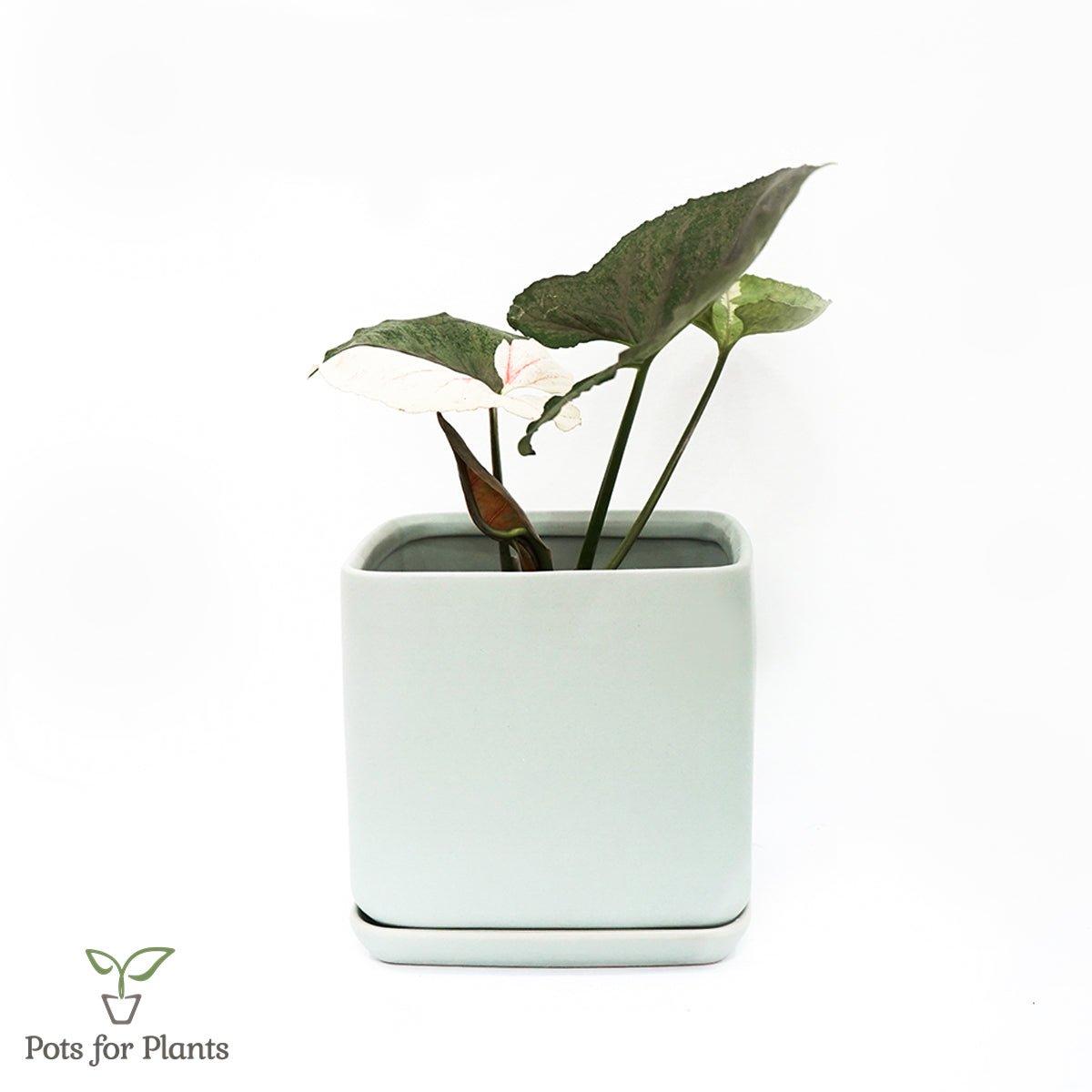 Matte Finish Porcelain SQUARE Ceramic Pot with Ceramic Saucer