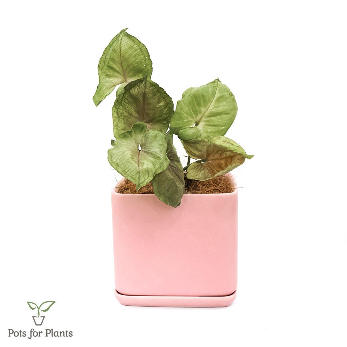Matte Finish Porcelain SQUARE Ceramic Pot with Ceramic Saucer