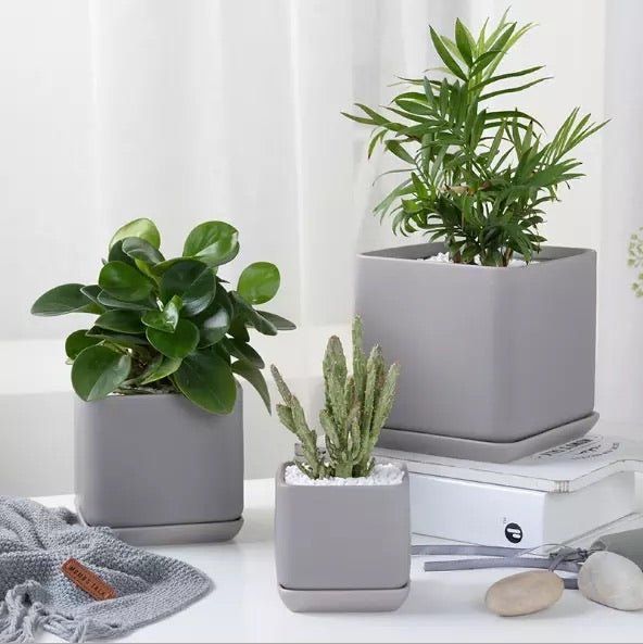 Matte Finish Porcelain SQUARE Ceramic Pot with Ceramic Saucer