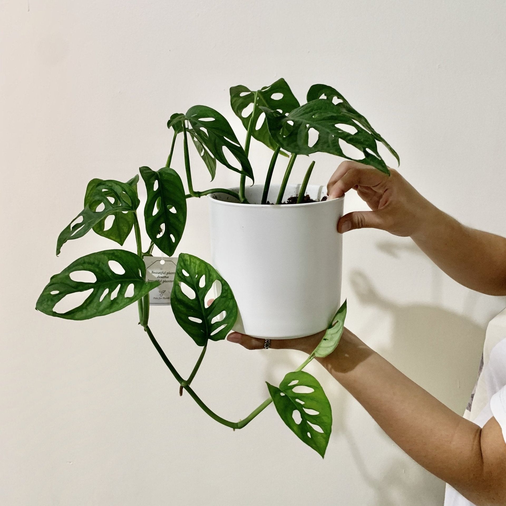 Monstera adansonii (Swiss Cheese Vine)