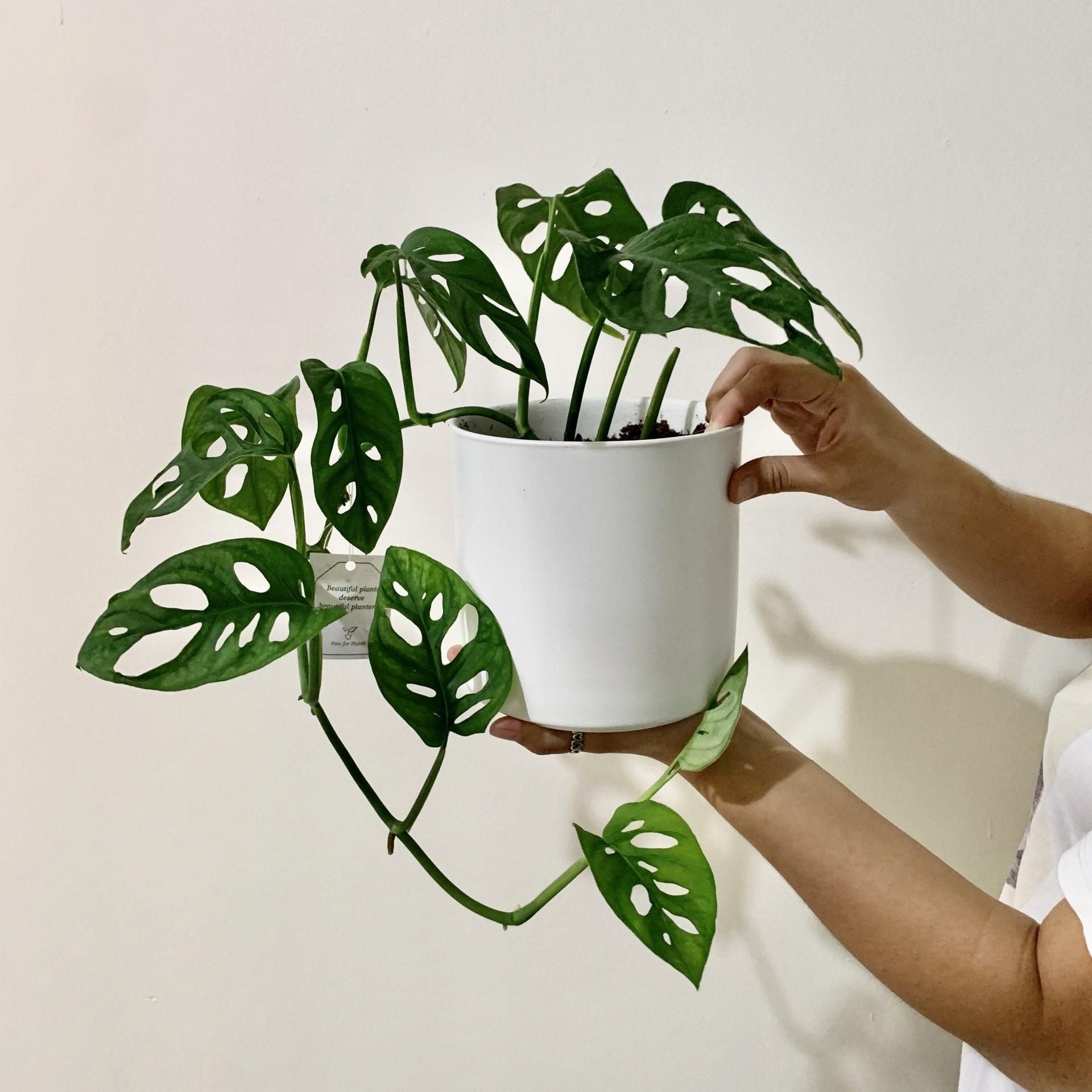 Monstera adansonii (Swiss Cheese Vine)