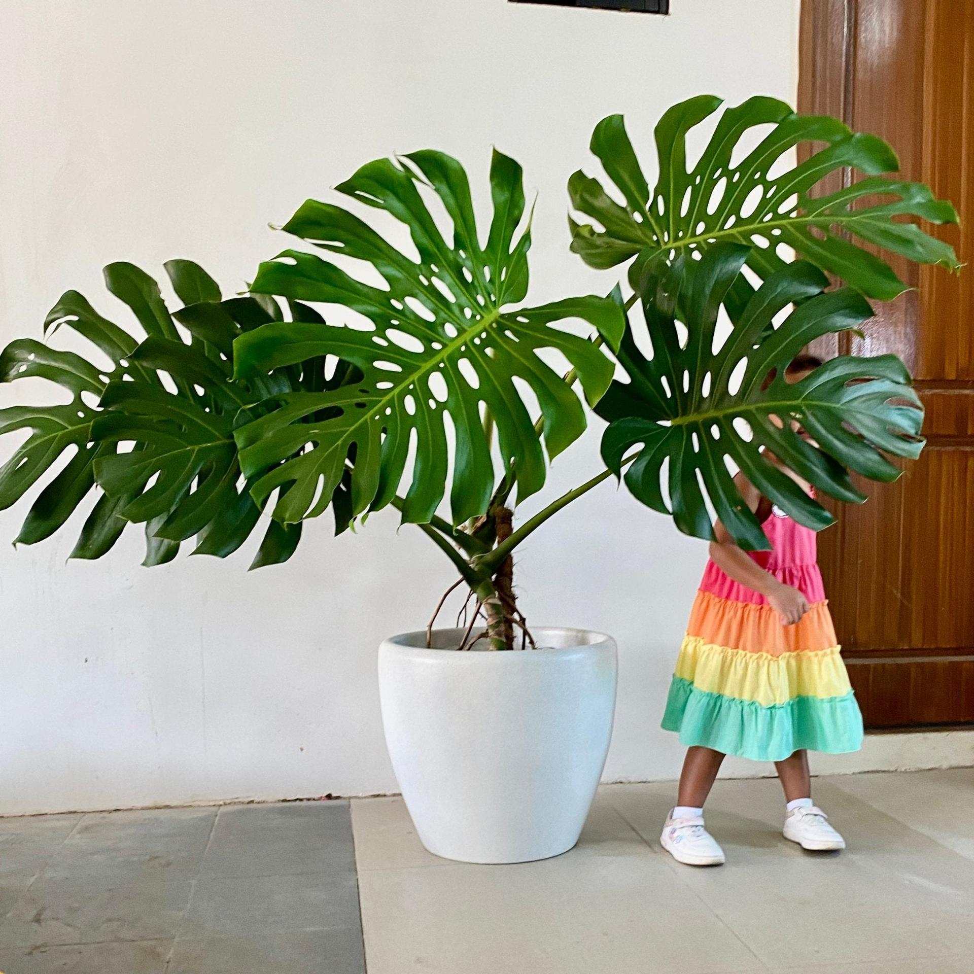 Monstera deliciosa (Swiss Cheese Plant)