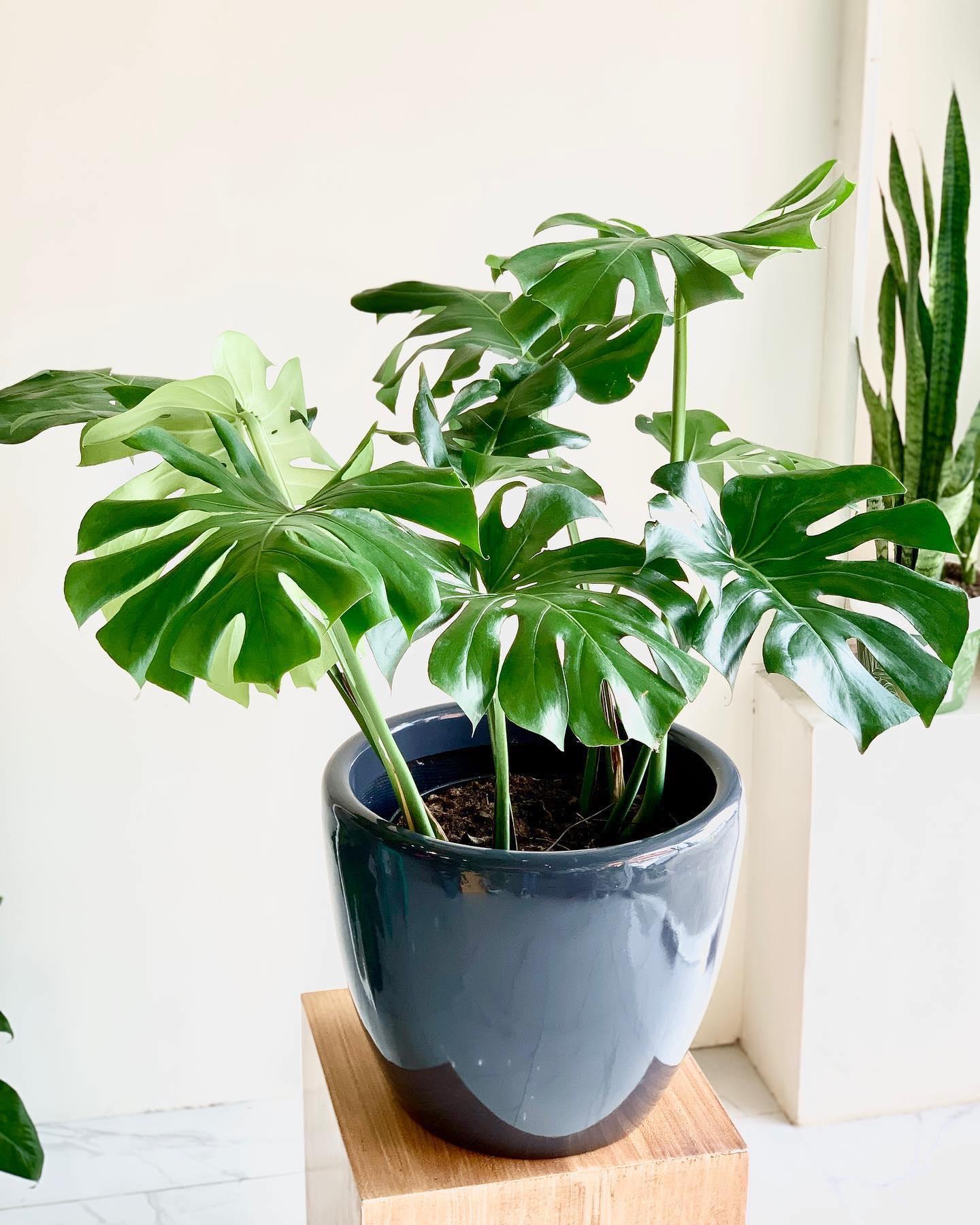 Monstera deliciosa (Swiss Cheese Plant)