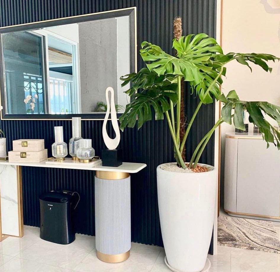 Monstera deliciosa (Swiss Cheese Plant)
