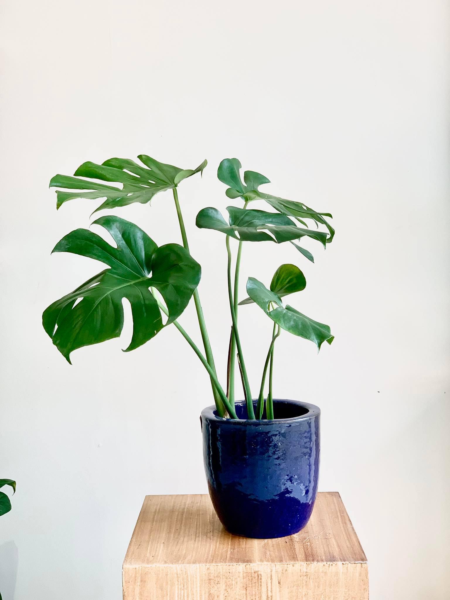 Monstera deliciosa (Swiss Cheese Plant)