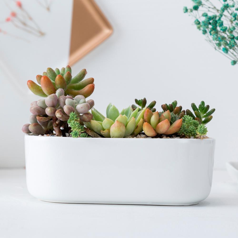 Oblong White Porcelain Dish Pot