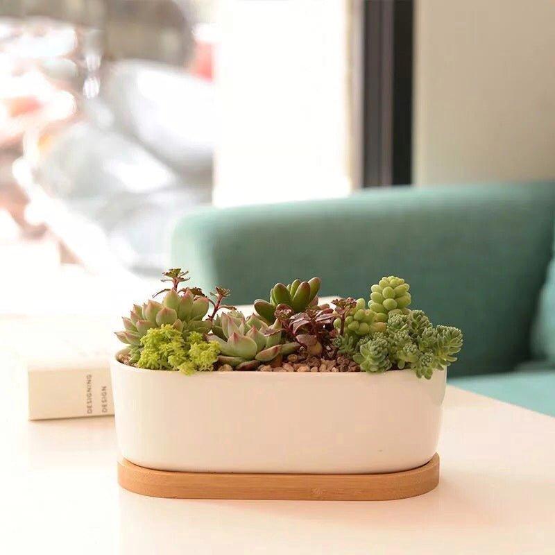 Oblong White Porcelain Dish Pot