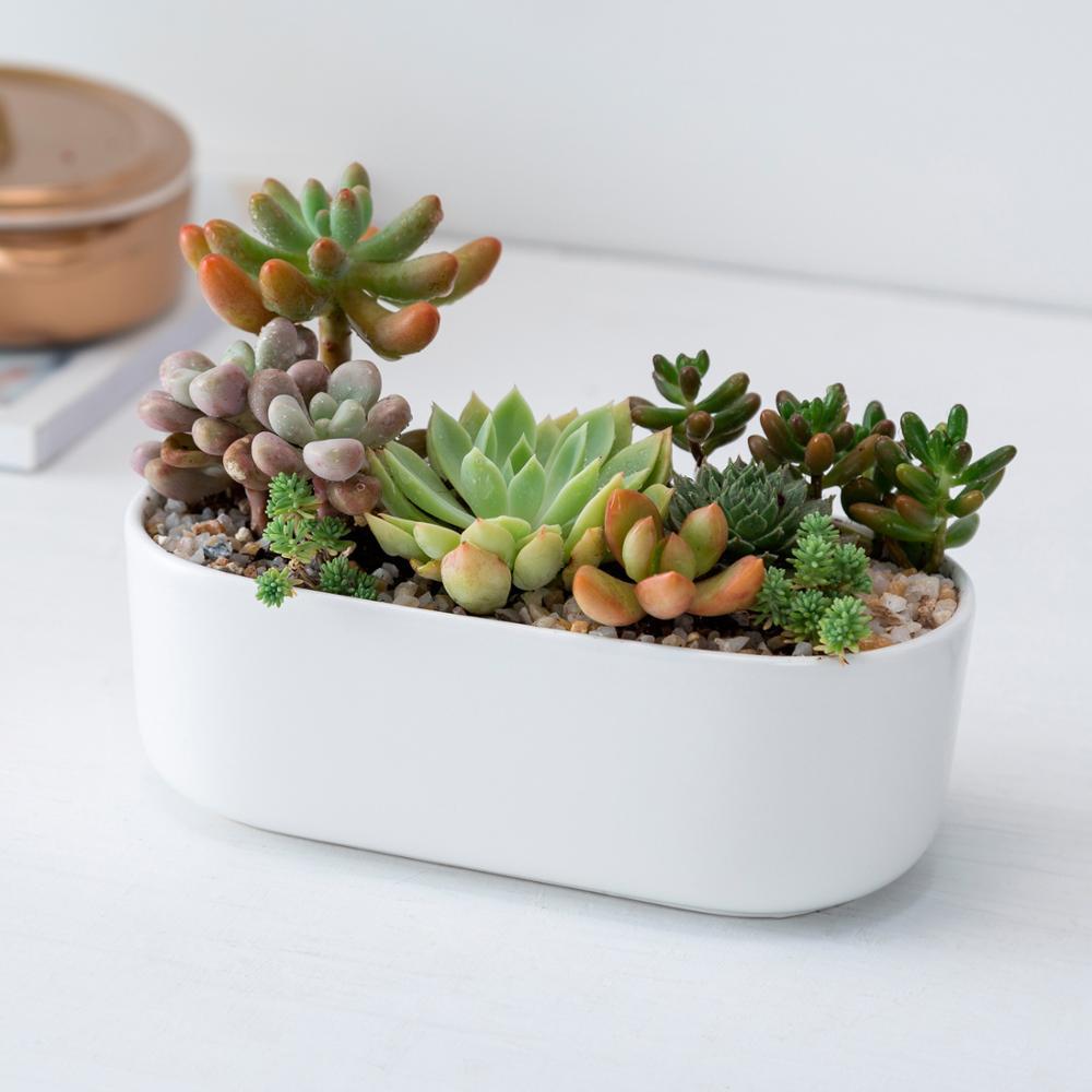 Oblong White Porcelain Dish Pot