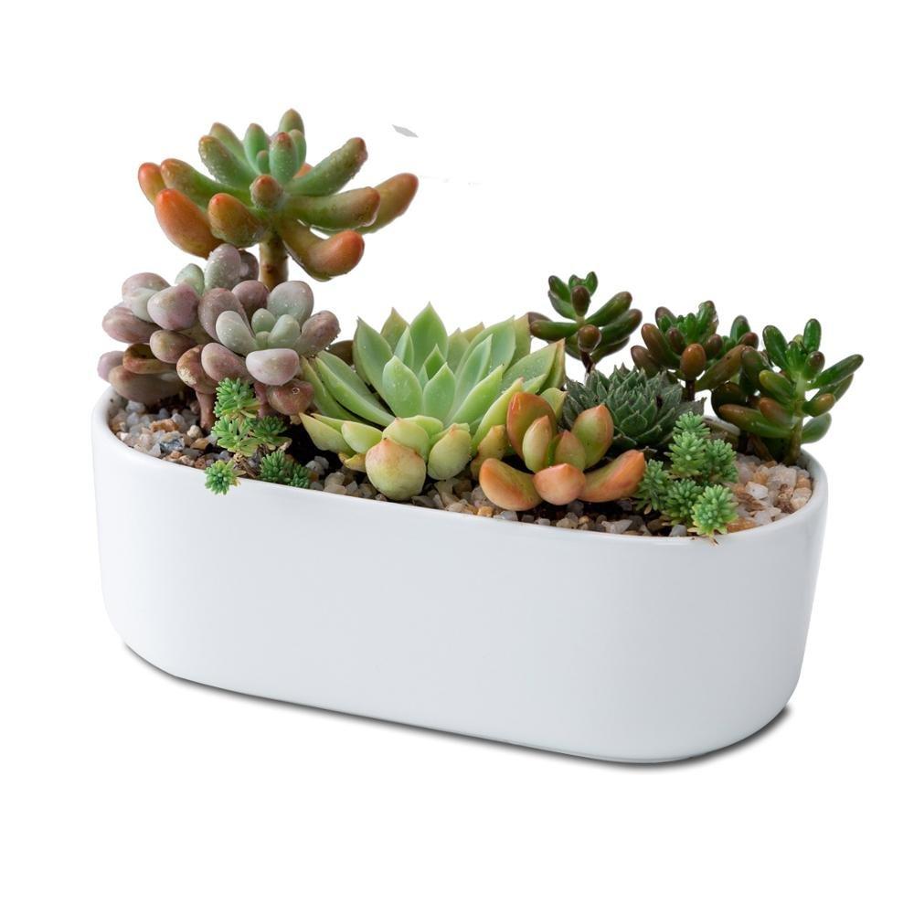 Oblong White Porcelain Dish Pot