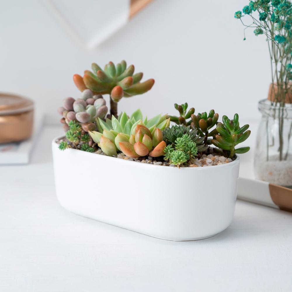 Oblong White Porcelain Dish Pot