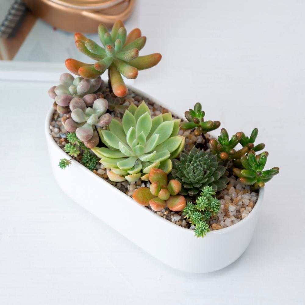Oblong White Porcelain Dish Pot