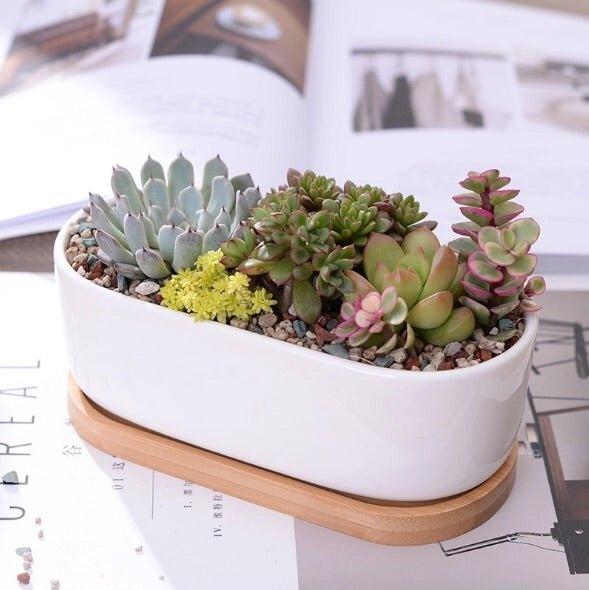 Oblong White Porcelain Dish Pot