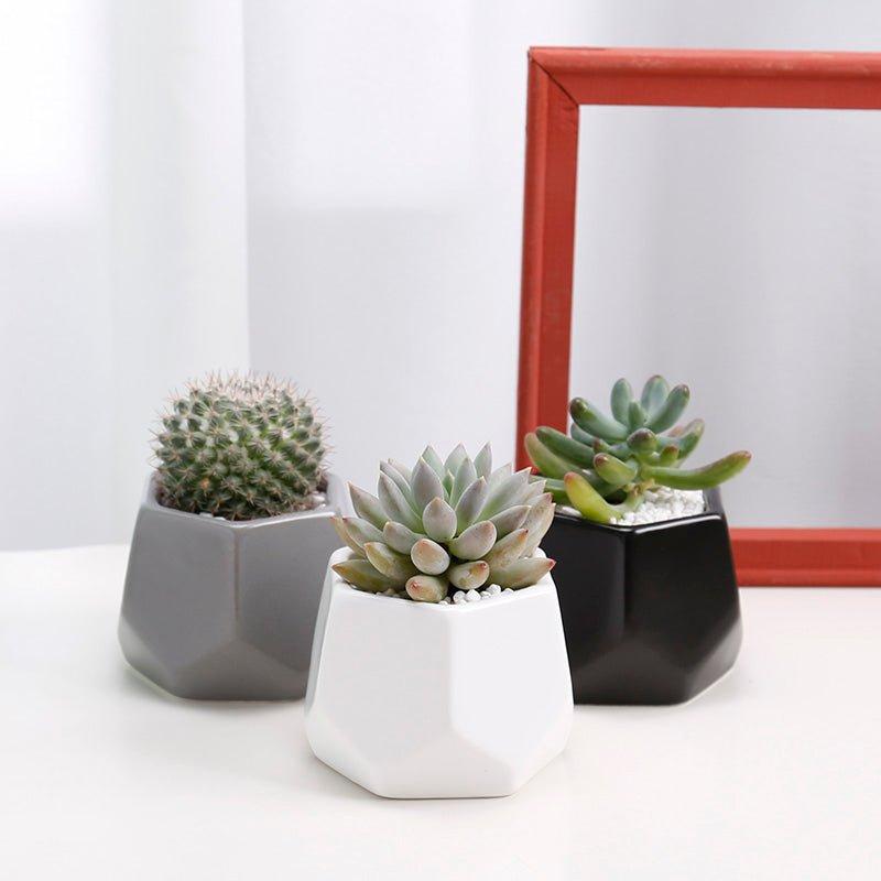 Hexagon Mouth Porcelain Succulent Pot with Catchplate