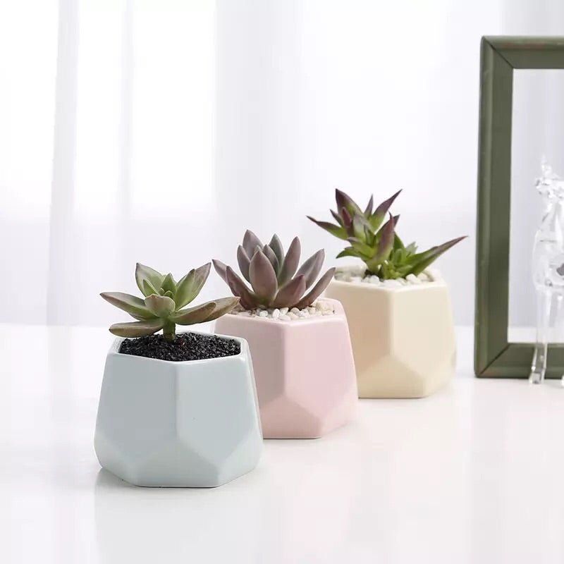 Hexagon Mouth Porcelain Succulent Pot with Catchplate