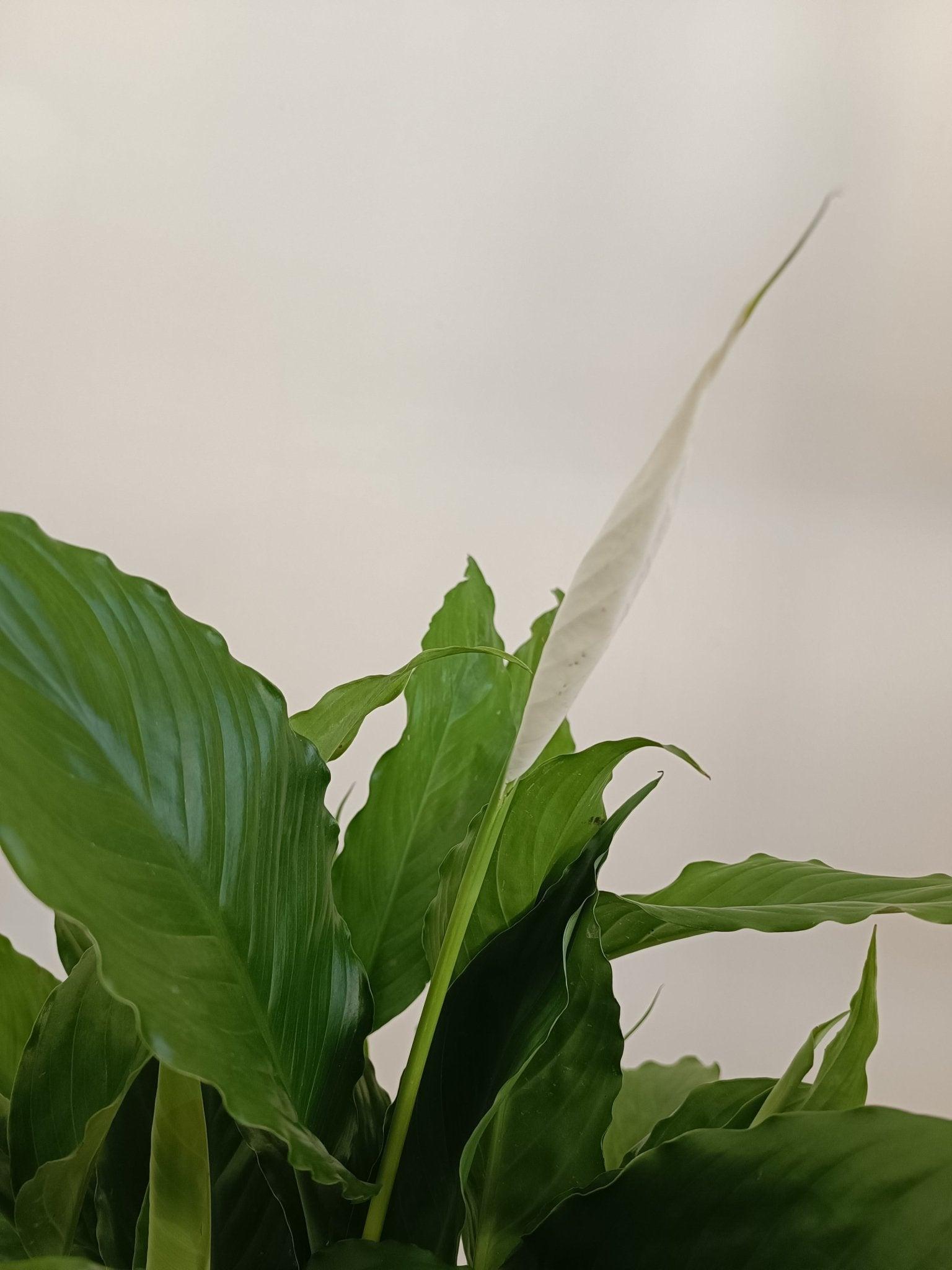 Peace Lily (Spathiphyllum)