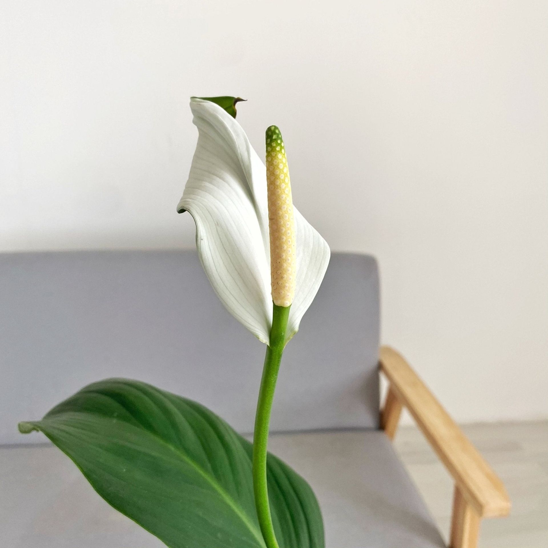 Peace Lily (Spathiphyllum)