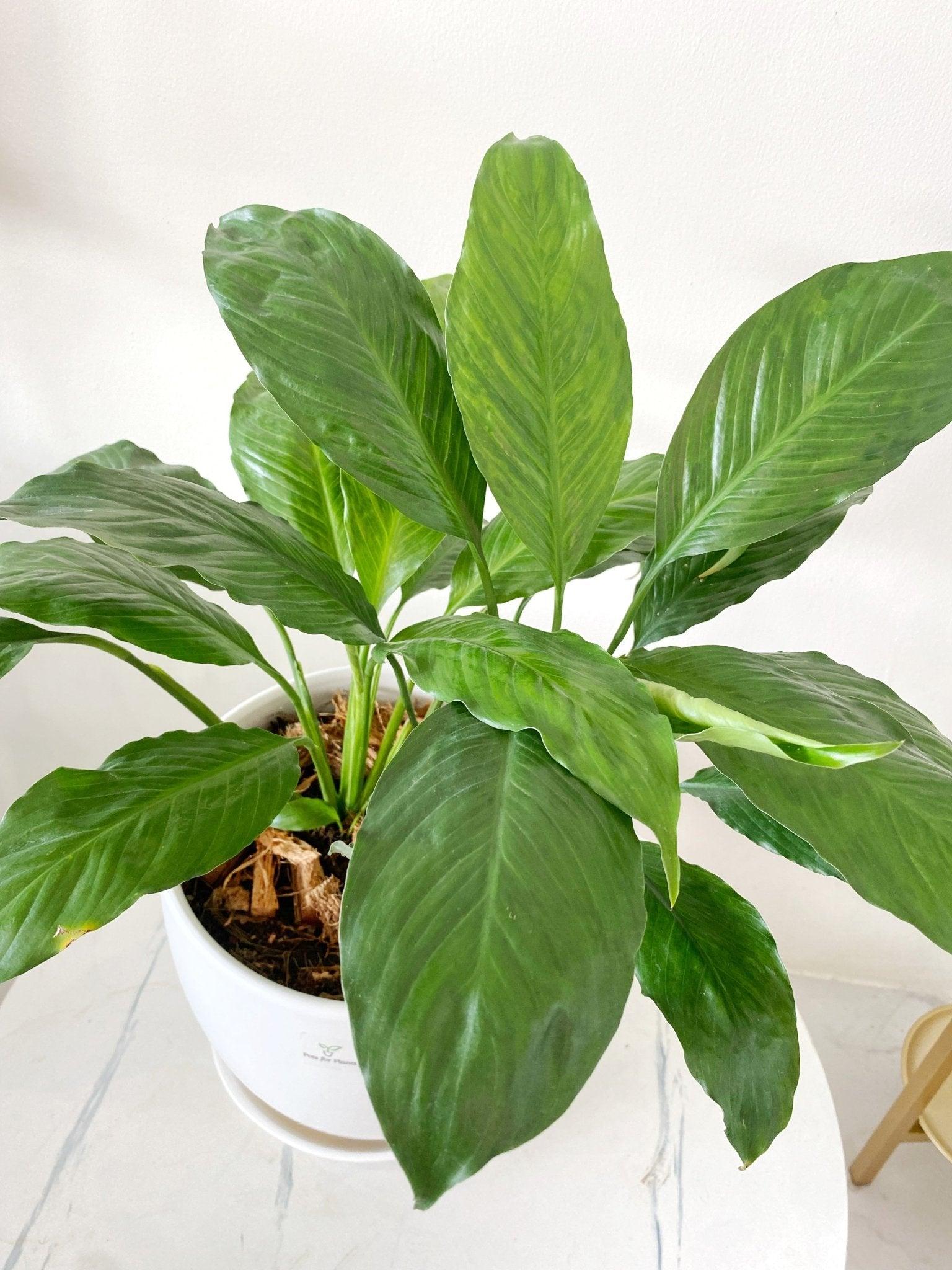 Peace Lily (Spathiphyllum)