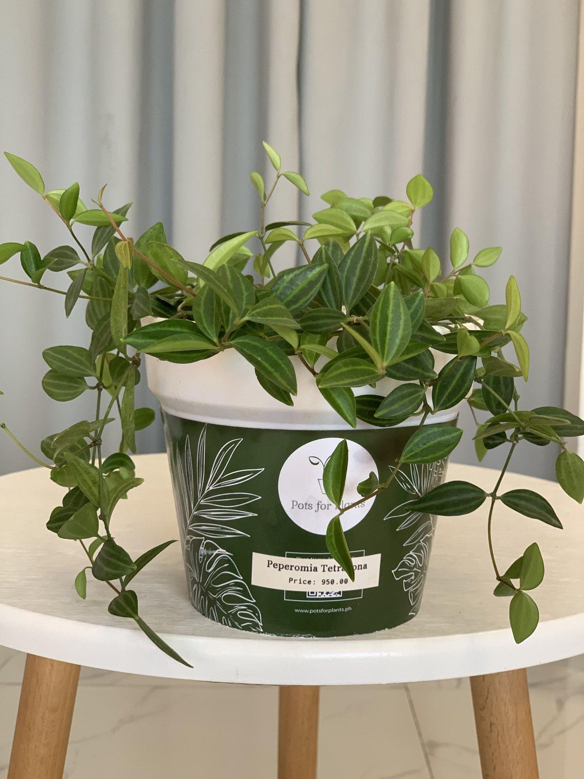 Peperomia Tetragona