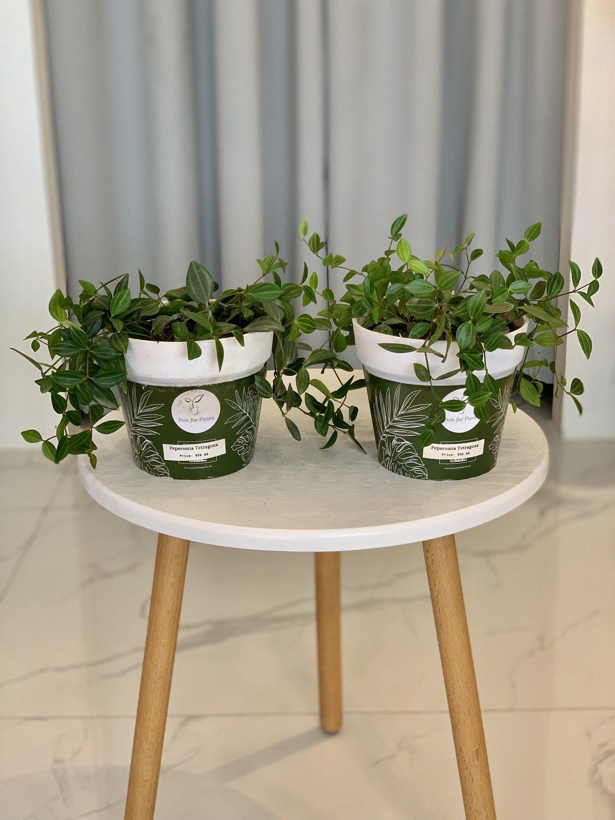 Peperomia Tetragona