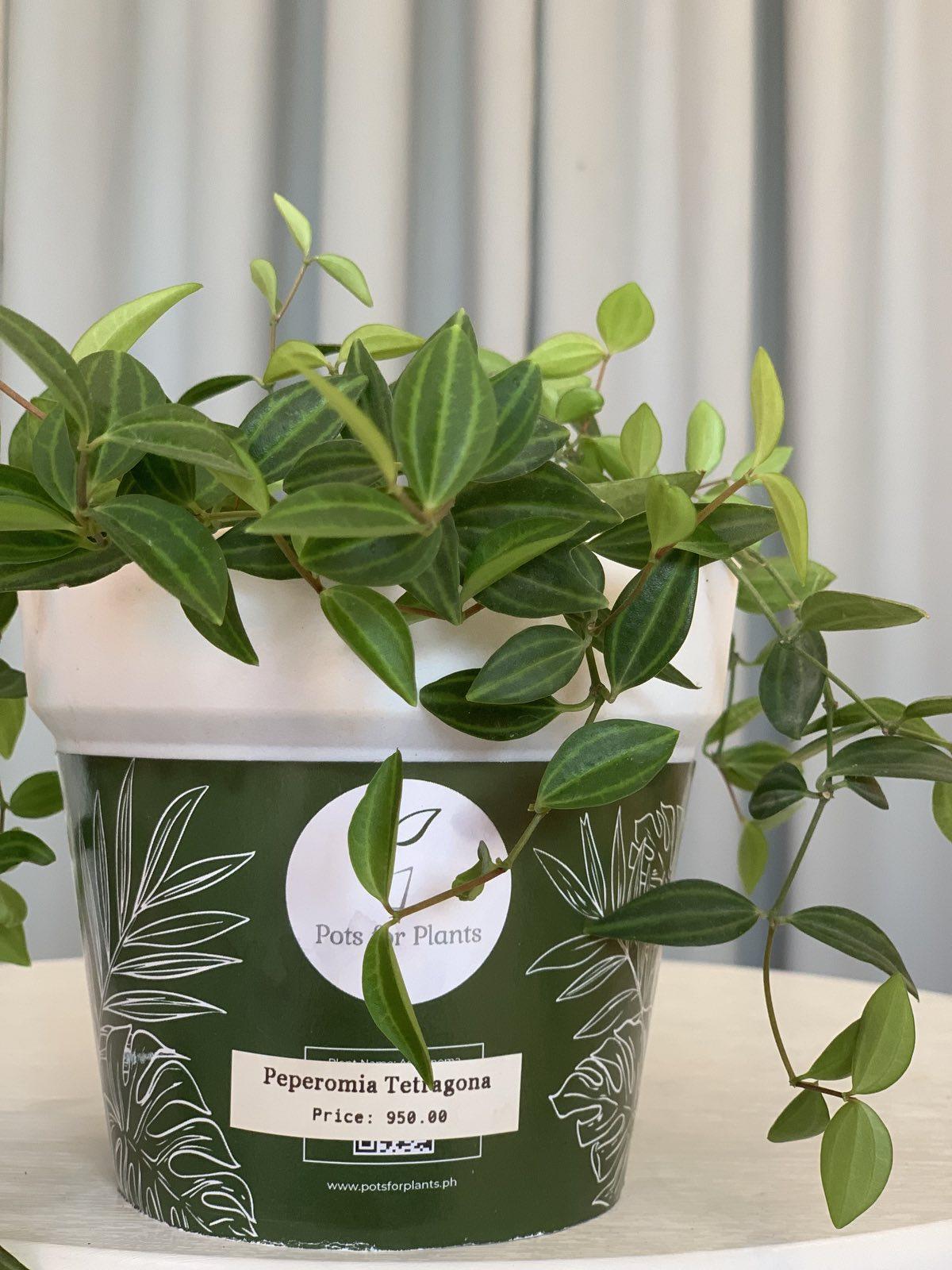 Peperomia Tetragona