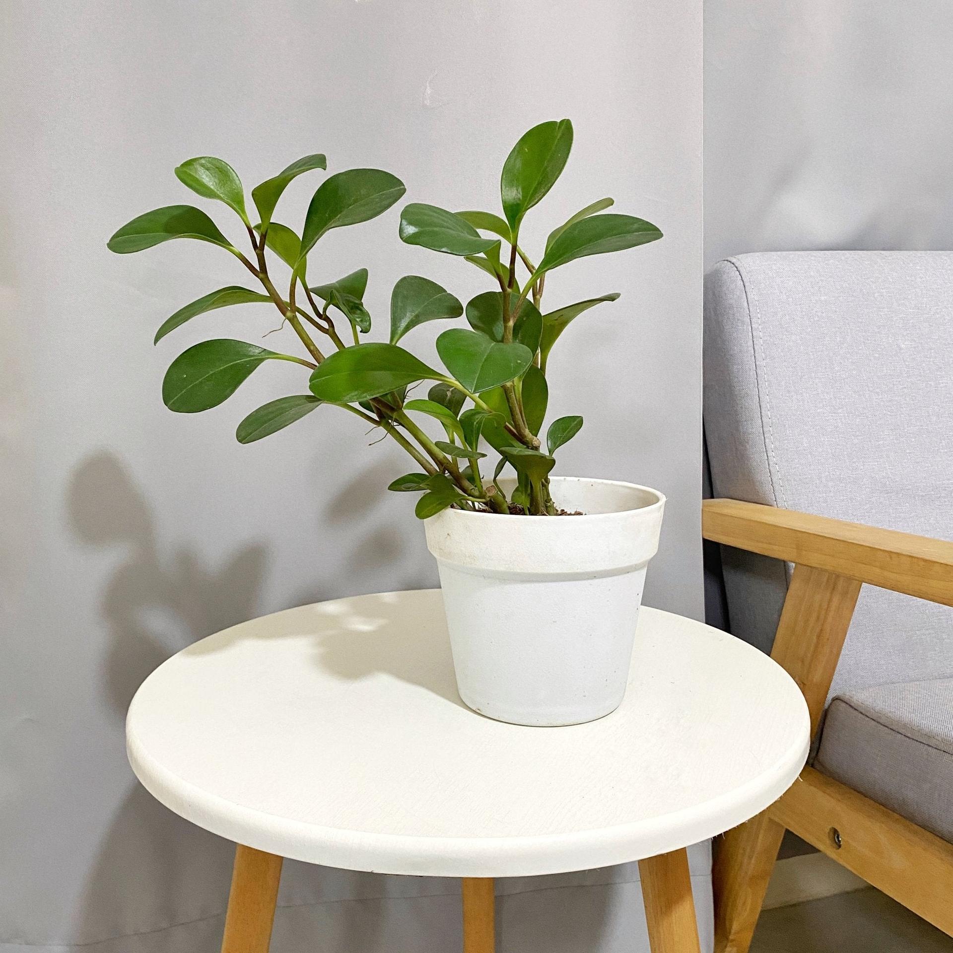 Pepperomia green